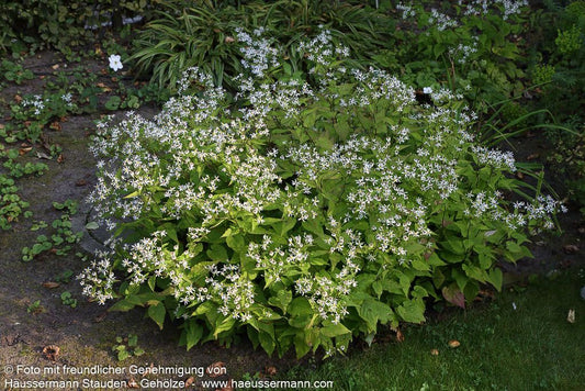 Sommer-Wald-Aster (Aster divaricatus)