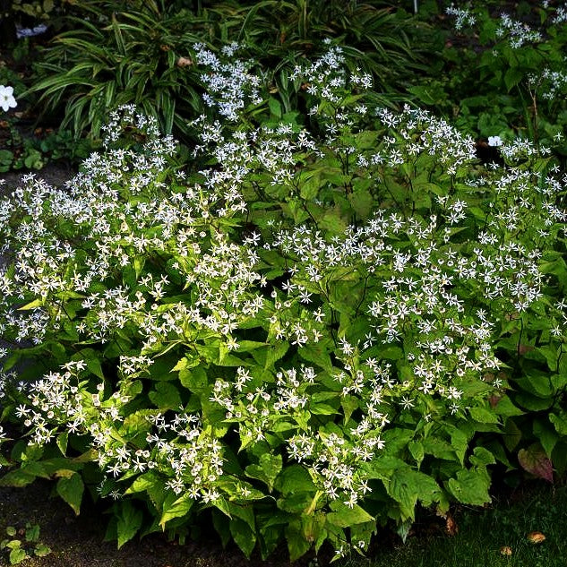 Sommer-Wald-Aster (Aster divaricatus)