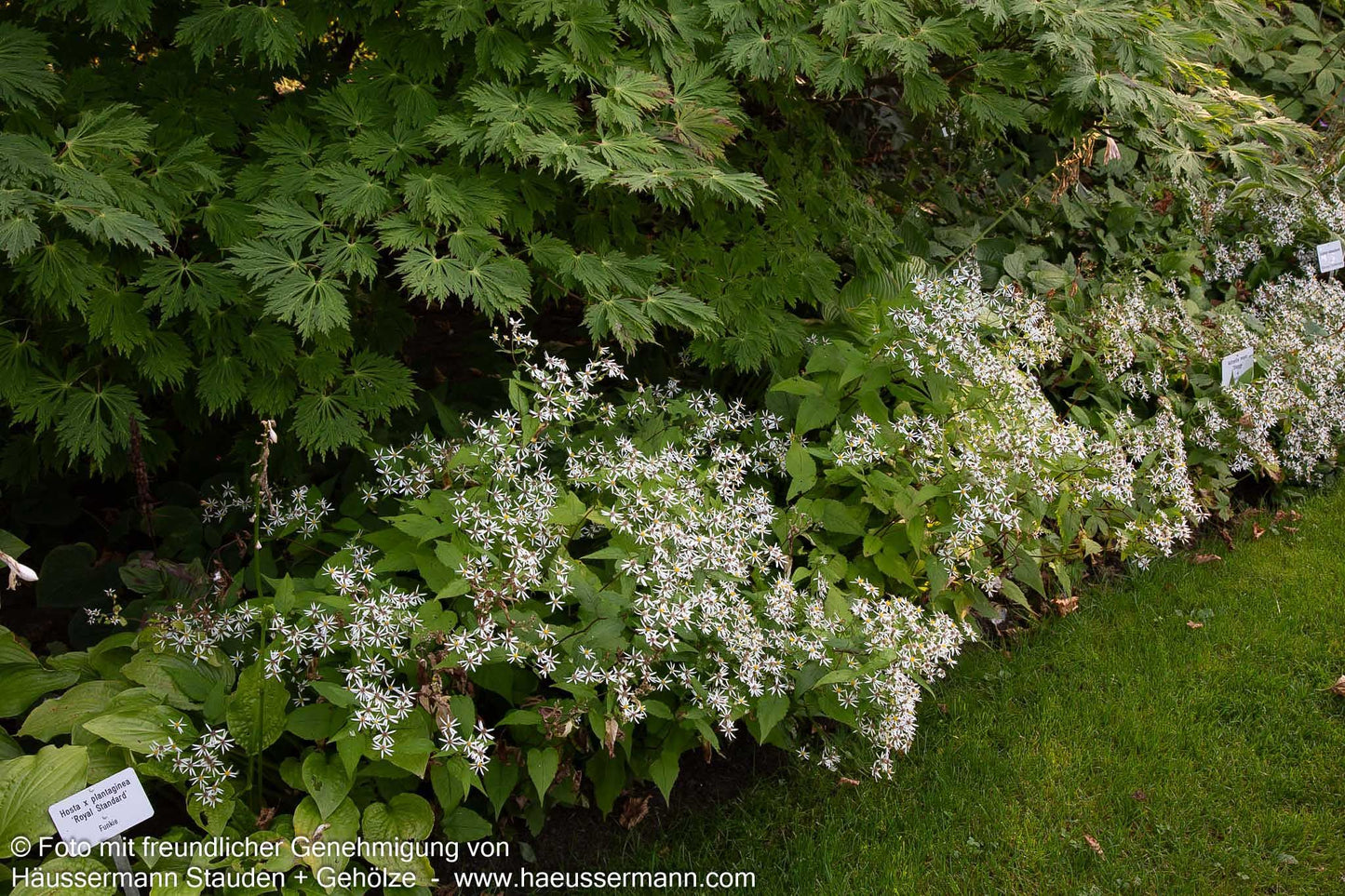Sommer-Wald-Aster (Aster divaricatus)