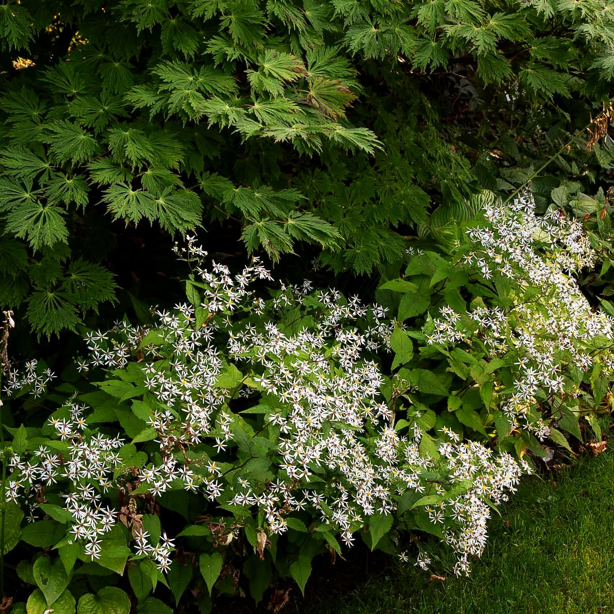 Sommer-Wald-Aster (Aster divaricatus)