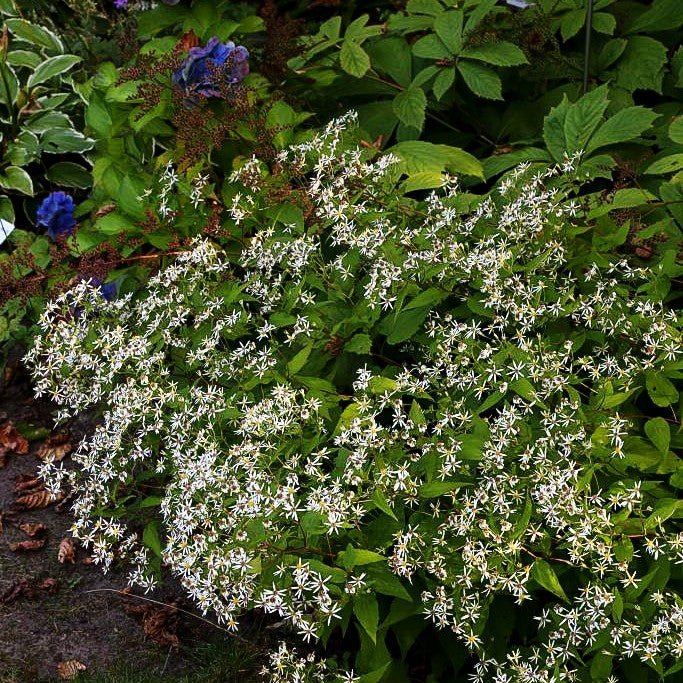 Sommer-Wald-Aster (Aster divaricatus)