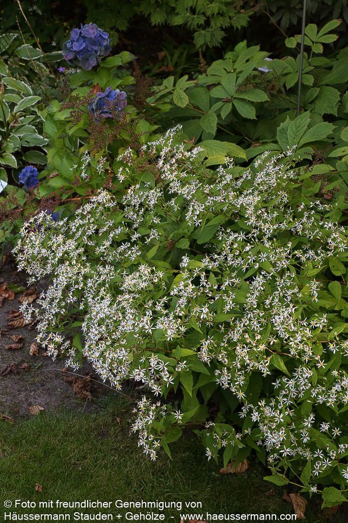 Sommer-Wald-Aster (Aster divaricatus)