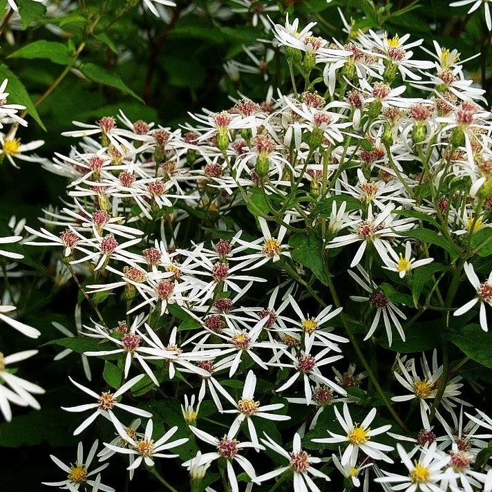 Sommer-Wald-Aster (Aster divaricatus)