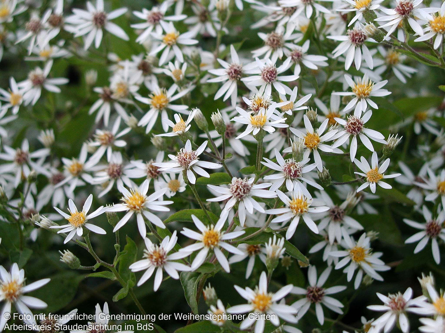 Sommer-Wald-Aster (Aster divaricatus)