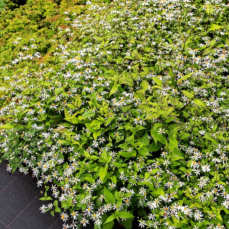 Sommer-Wald- Aster 'Tradescant' (Aster divaricatus)