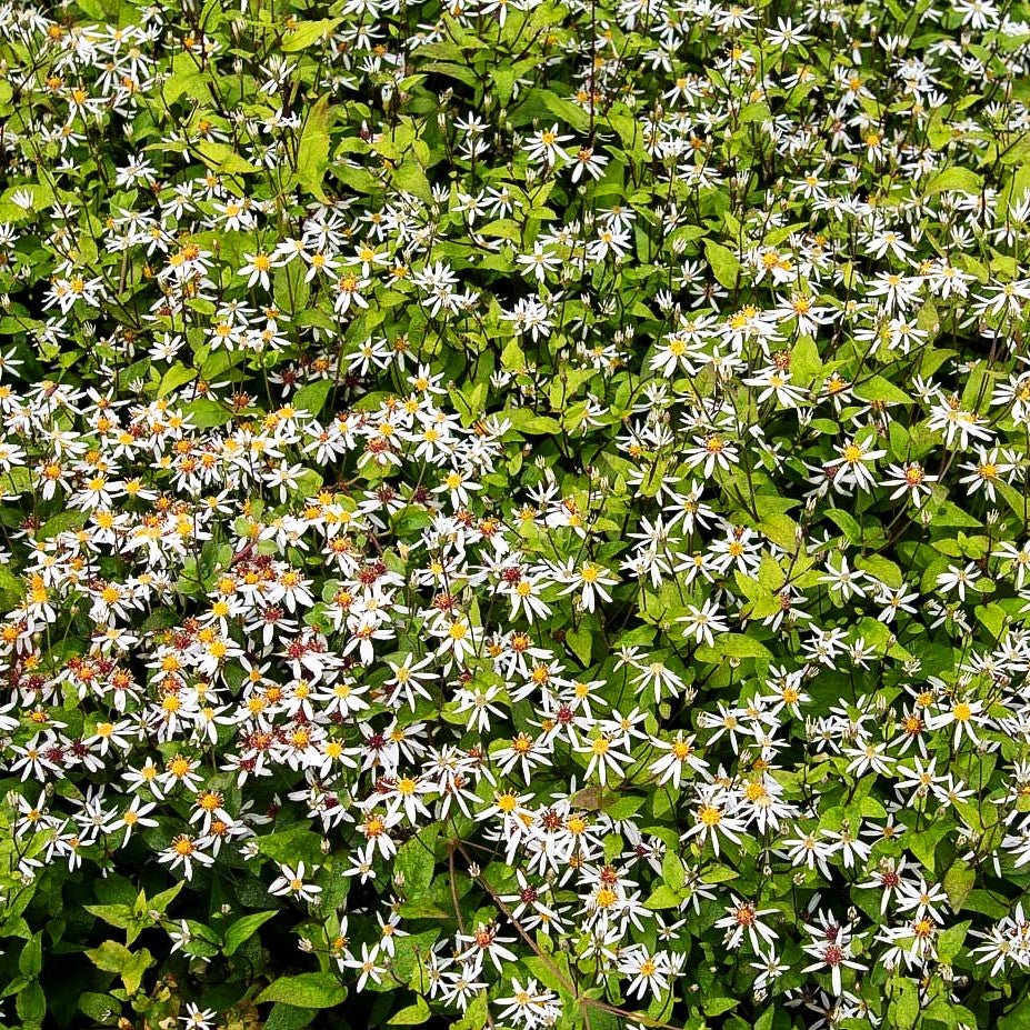 Sommer-Wald- Aster 'Tradescant' (Aster divaricatus)