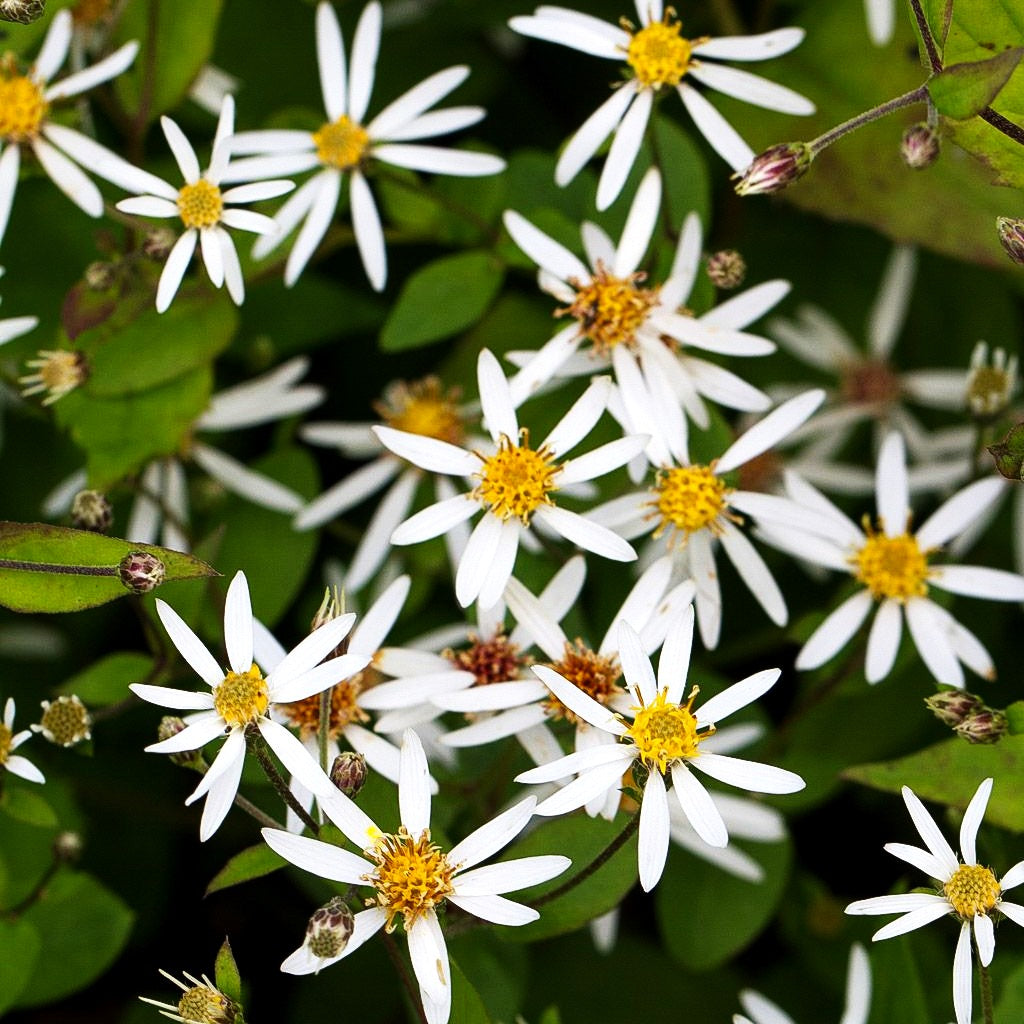 Sommer-Wald- Aster 'Tradescant' (Aster divaricatus)