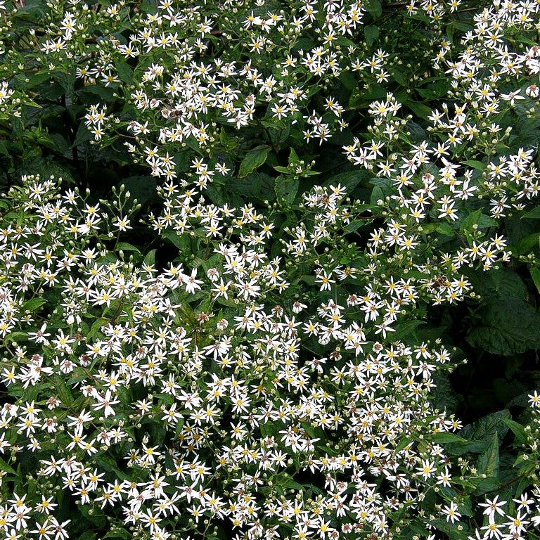 Sommer-Wald- Aster 'Tradescant' (Aster divaricatus)