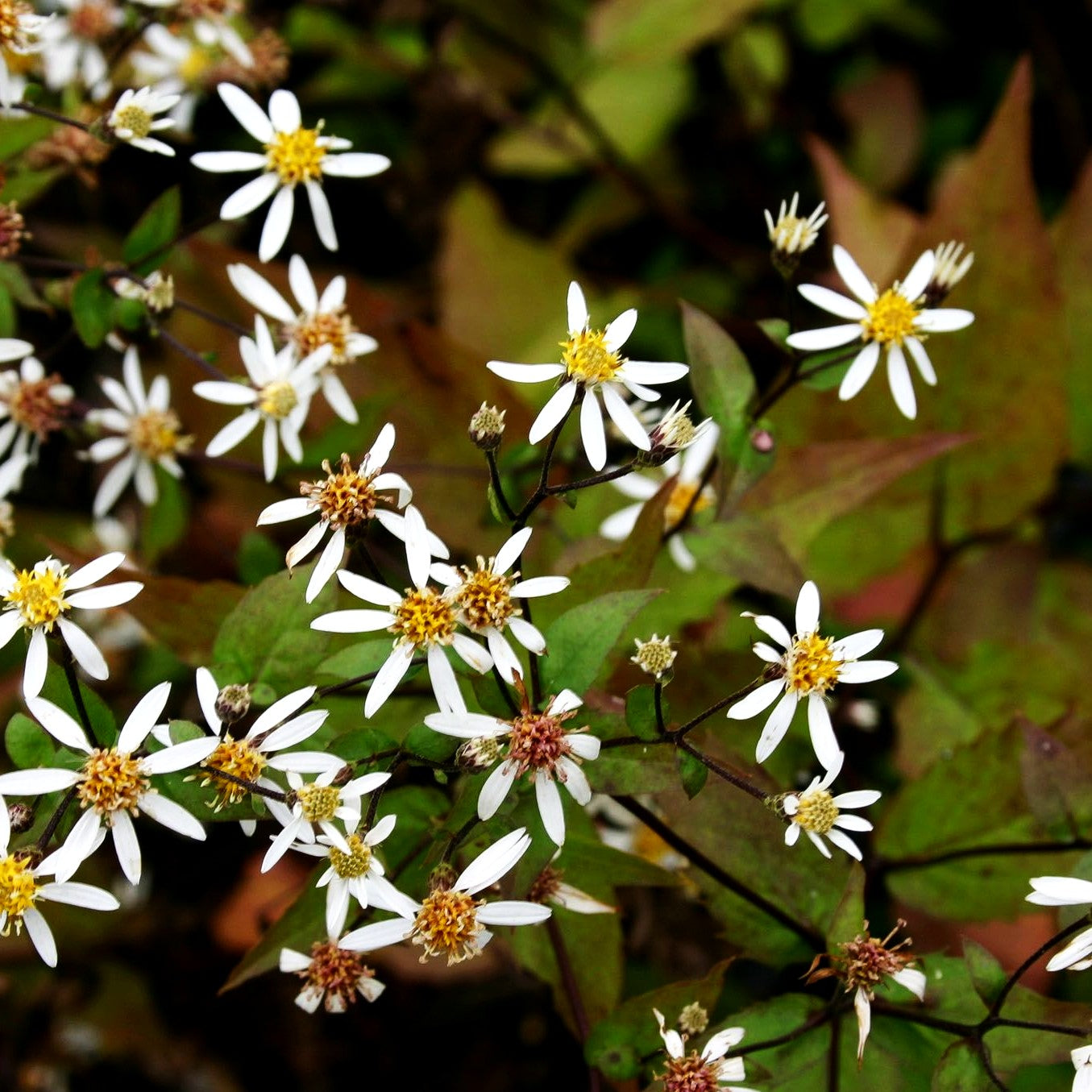 Sommer-Wald- Aster 'Tradescant' (Aster divaricatus)