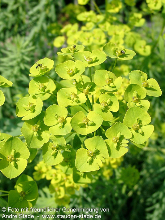 Sommer-Wolfsmilch (Euphorbia seguieriana ssp.niciciana)