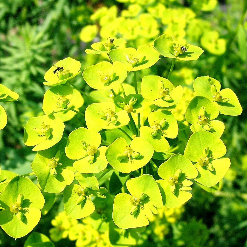 Sommer-Wolfsmilch (Euphorbia seguieriana ssp.niciciana)