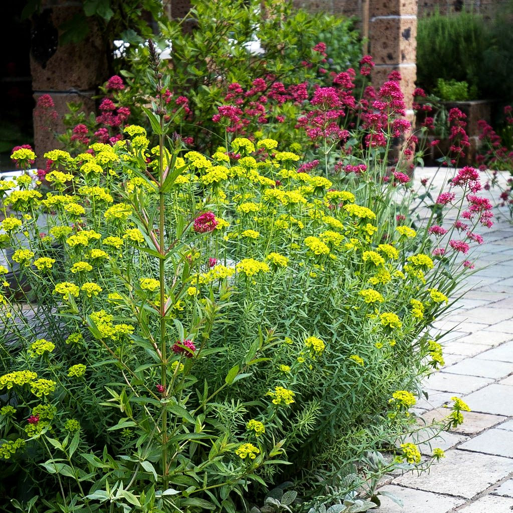 Sommer-Wolfsmilch (Euphorbia seguieriana ssp.niciciana)