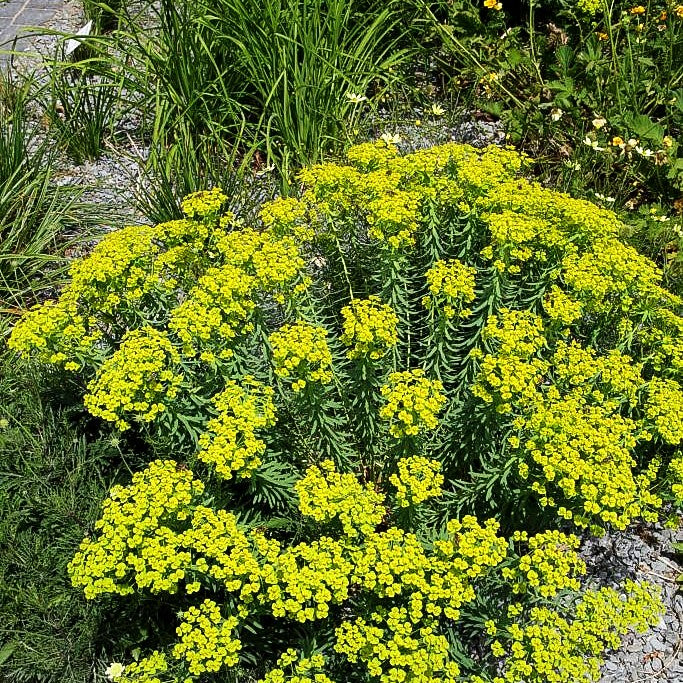 Sommer-Wolfsmilch (Euphorbia seguieriana ssp.niciciana)