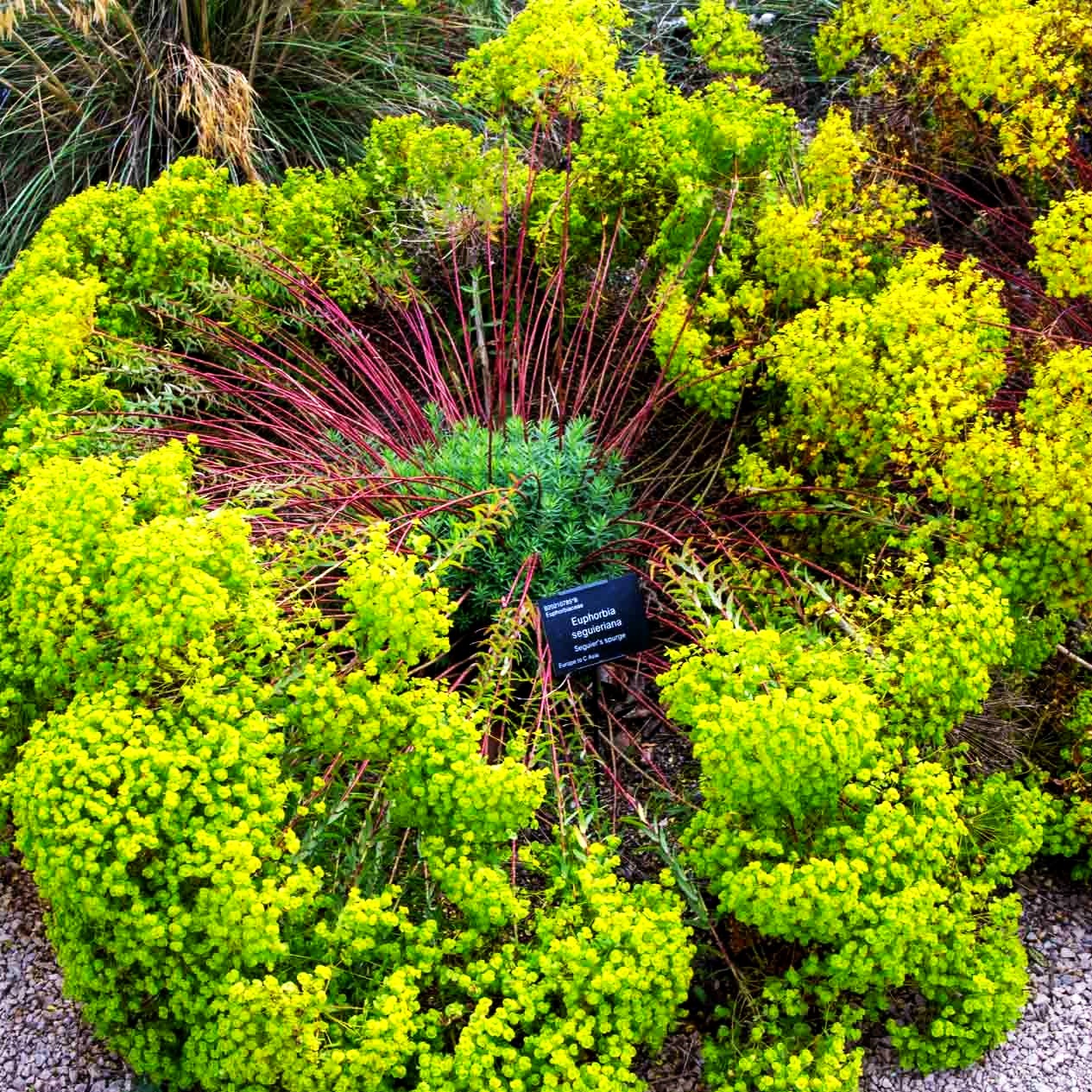 Sommer-Wolfsmilch (Euphorbia seguieriana ssp.niciciana)