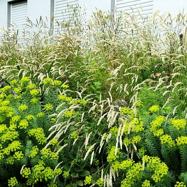 Sommer-Wolfsmilch (Euphorbia seguieriana ssp.niciciana)