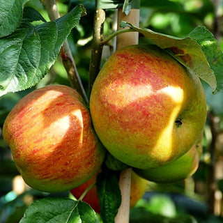 Sommerapfel 'Ariwa' (Malus)
