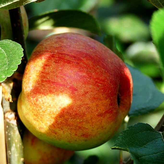Sommerapfel 'Ariwa' (Malus)