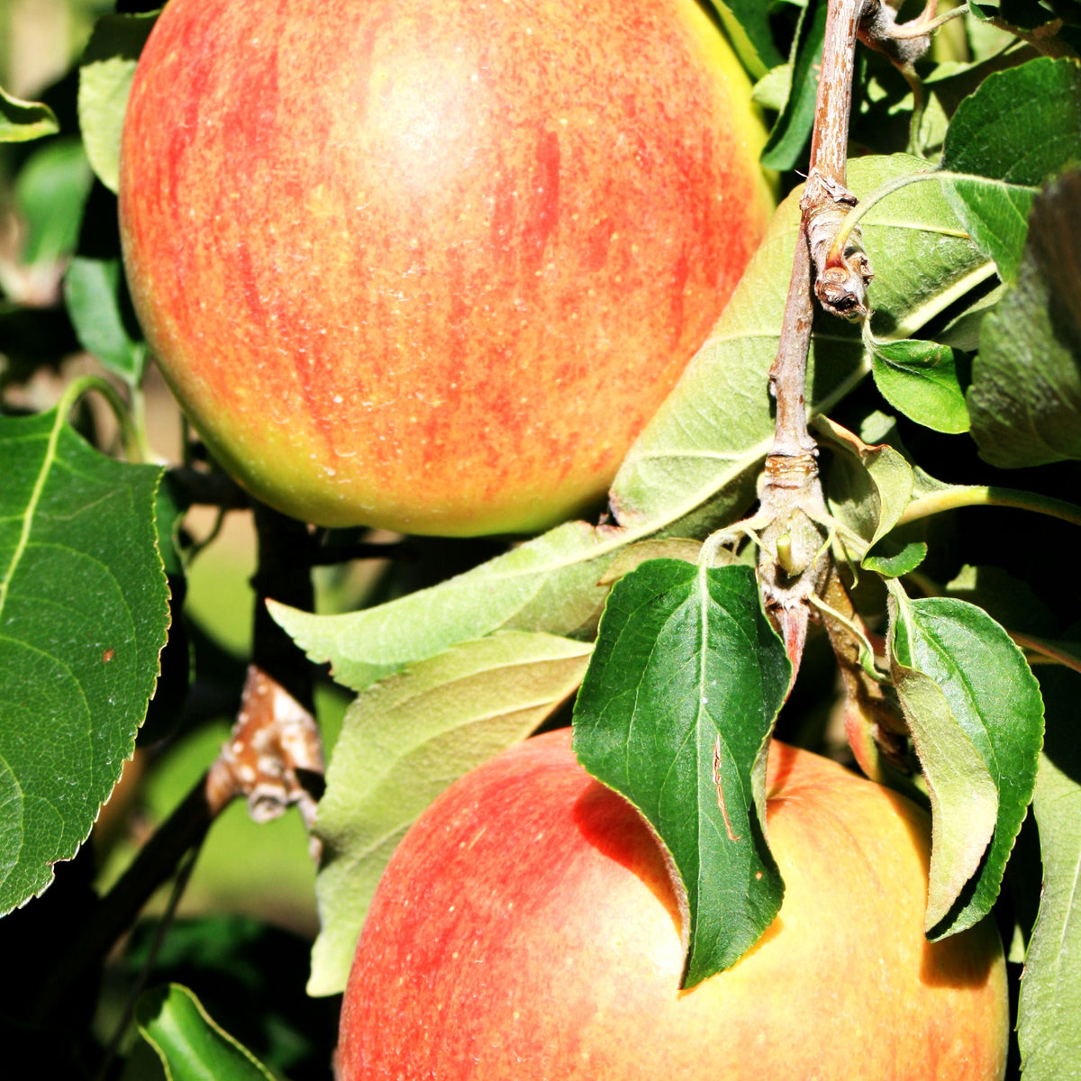 Sommerapfel 'Ariwa' (Malus)