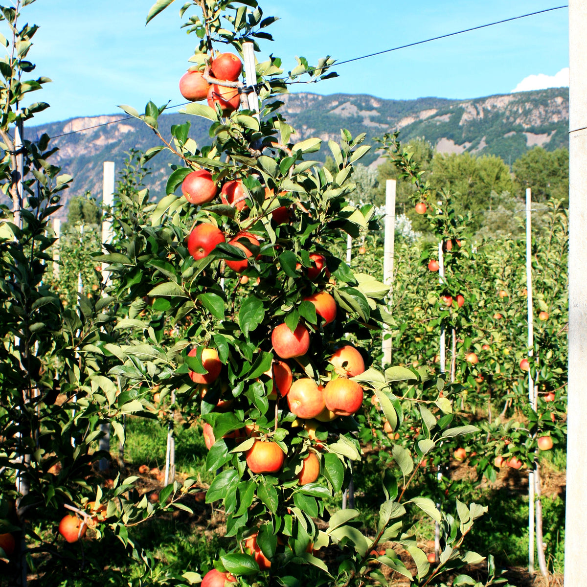 Sommerapfel 'Ariwa' (Malus)