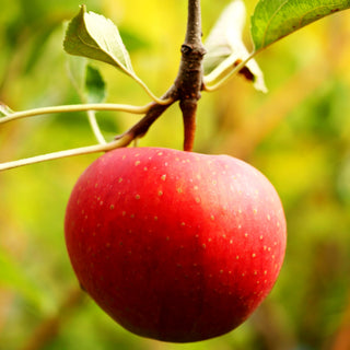 Sommerapfel 'Delbarestivale' (Malus)