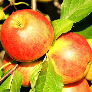 Sommerapfel 'Gerlinde' (Malus)