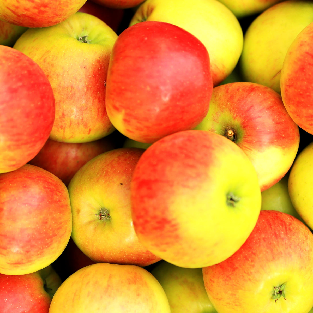 Sommerapfel 'Gerlinde' (Malus)