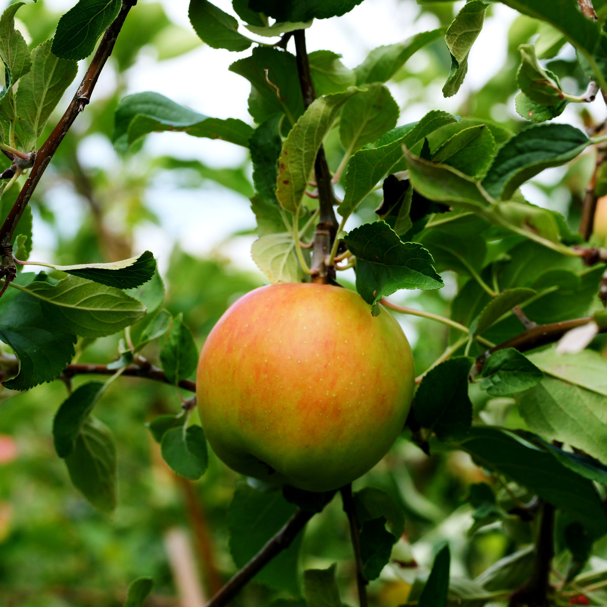 Sommerapfel 'Gerlinde' (Malus)
