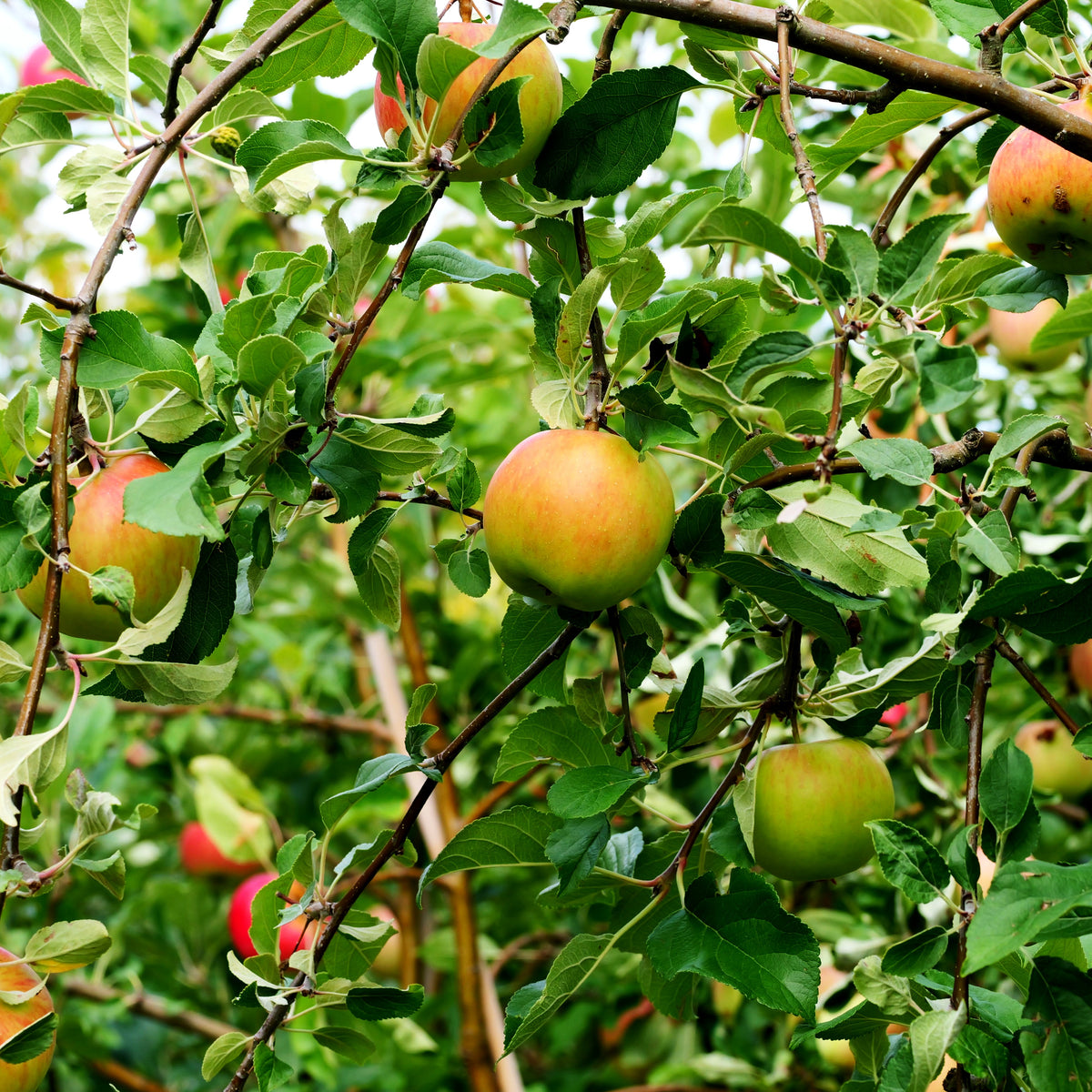 Sommerapfel 'Gerlinde' (Malus)