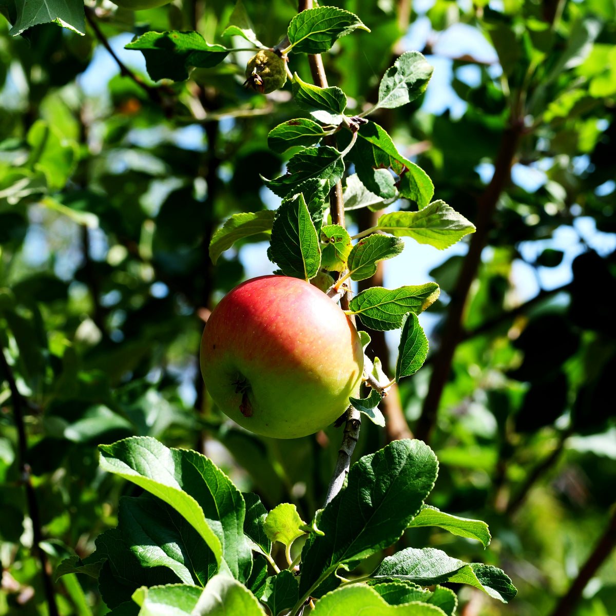 Sommerapfel 'Gerlinde' (Malus)