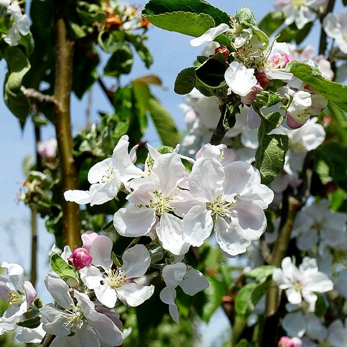 Sommerapfel 'Weißer Klarapfel' (Malus)