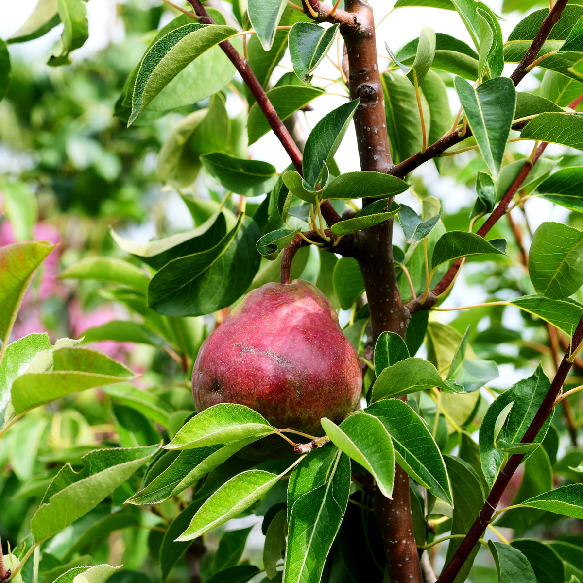 Sommerbirne 'Rote Williams Christ' (Pyrus com.)