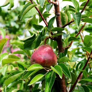 Sommerbirne 'Rote Williams Christ' (Pyrus com.)