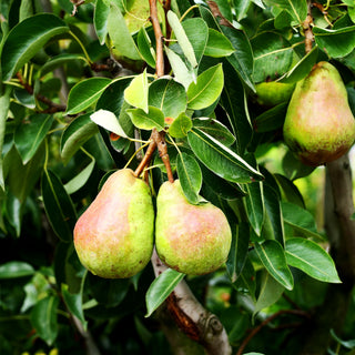 Sommerbirne 'Williams Christbirne' (Pyrus com.)