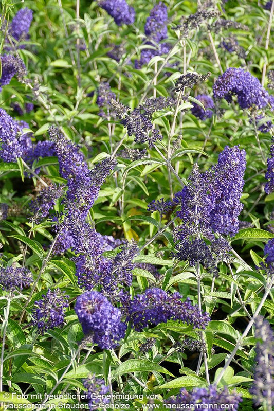 Sommerflieder 'Adonis Blue' (Buddleja davidii)