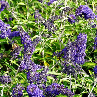 Sommerflieder 'Adonis Blue' (Buddleja davidii)
