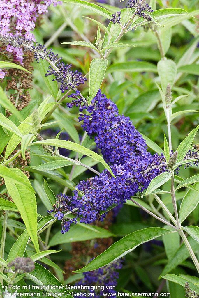 Sommerflieder 'Adonis Blue' (Buddleja davidii)