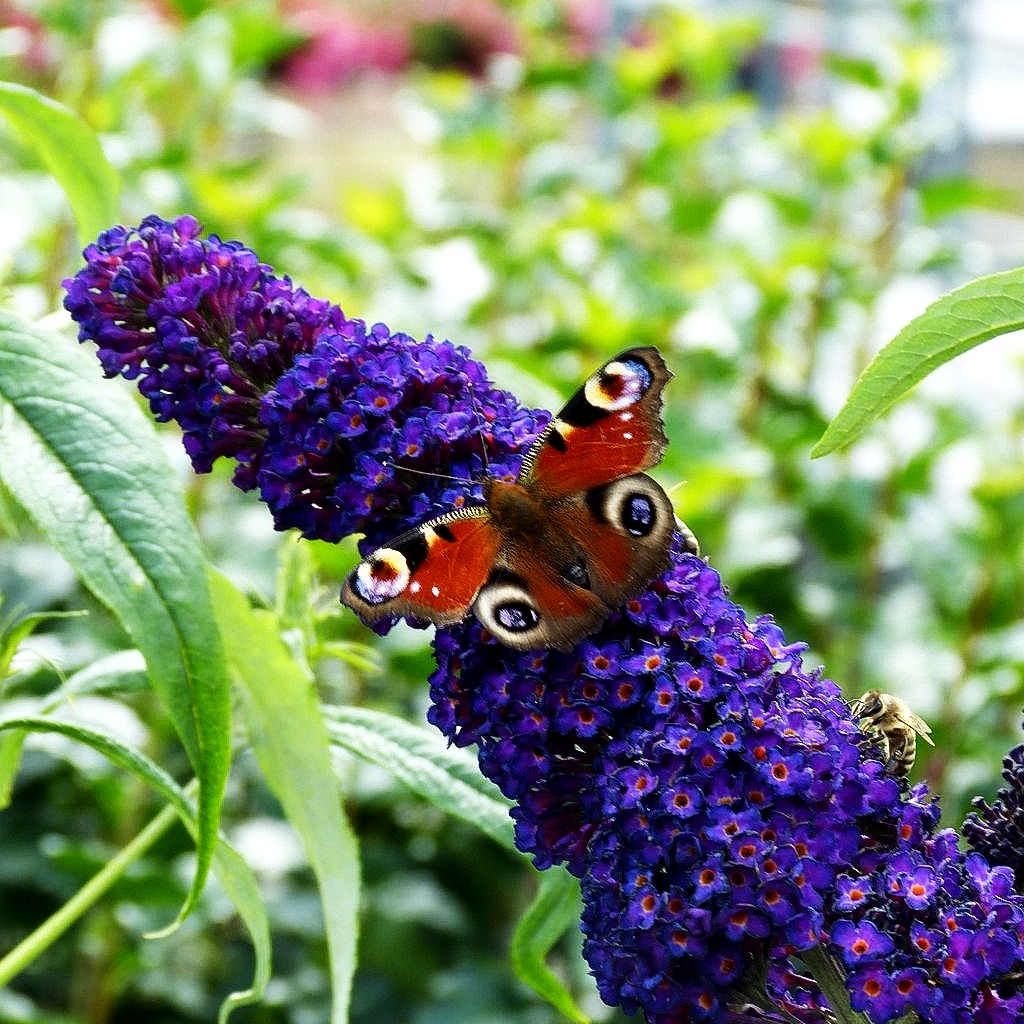 Sommerflieder 'Black Knight' (Buddleja davidii)