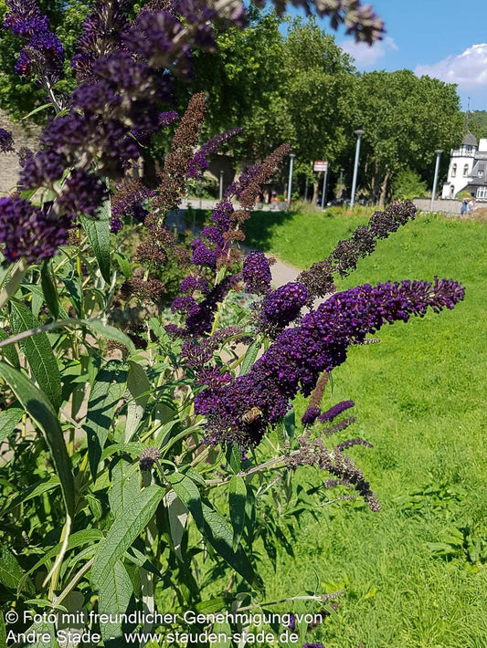 Sommerflieder 'Black Knight' (Buddleja davidii)