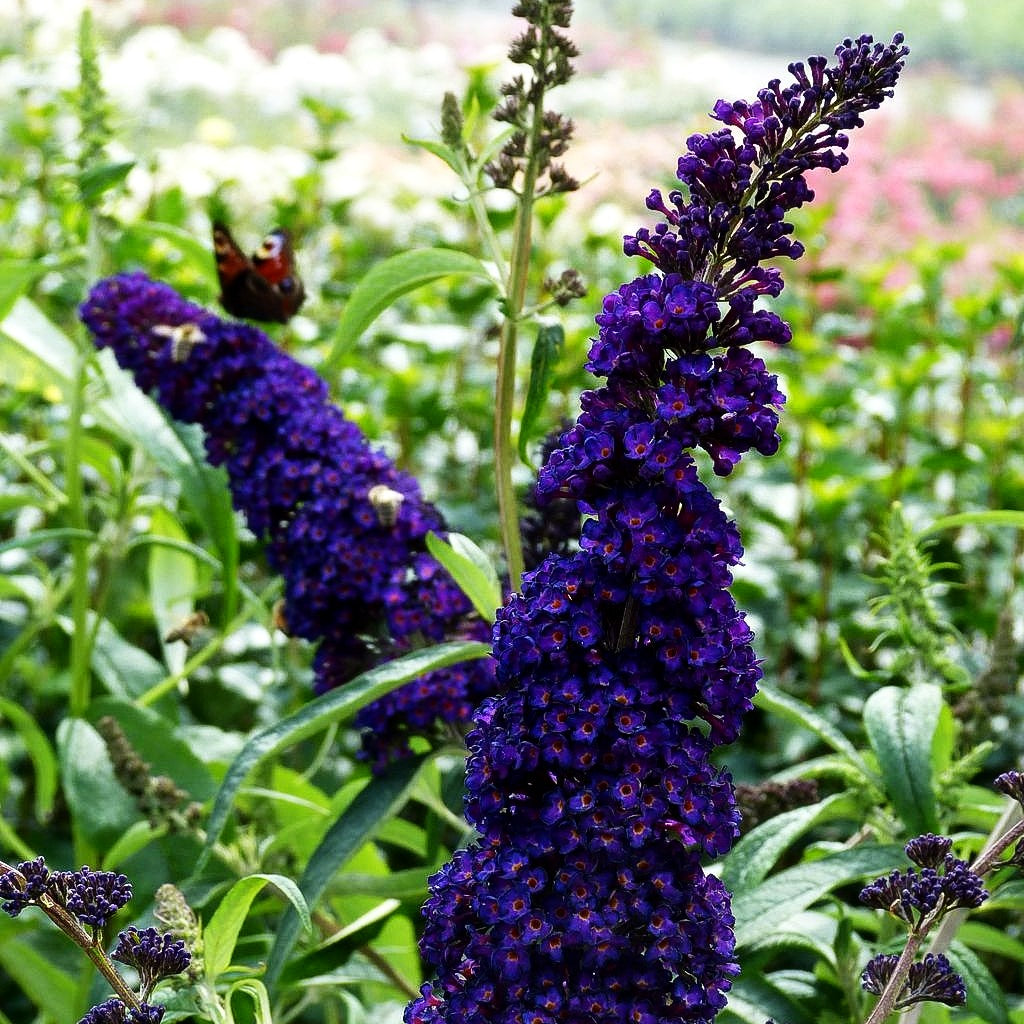 Sommerflieder 'Black Knight' (Buddleja davidii)