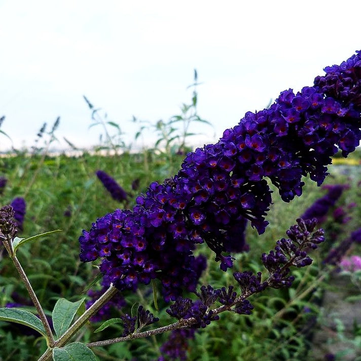 Sommerflieder 'Black Knight' (Buddleja davidii)
