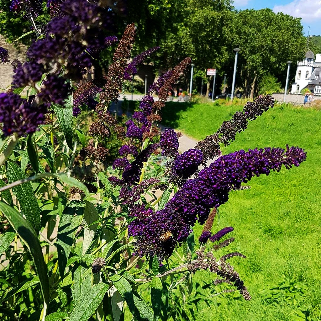 Sommerflieder 'Black Knight' (Buddleja davidii)