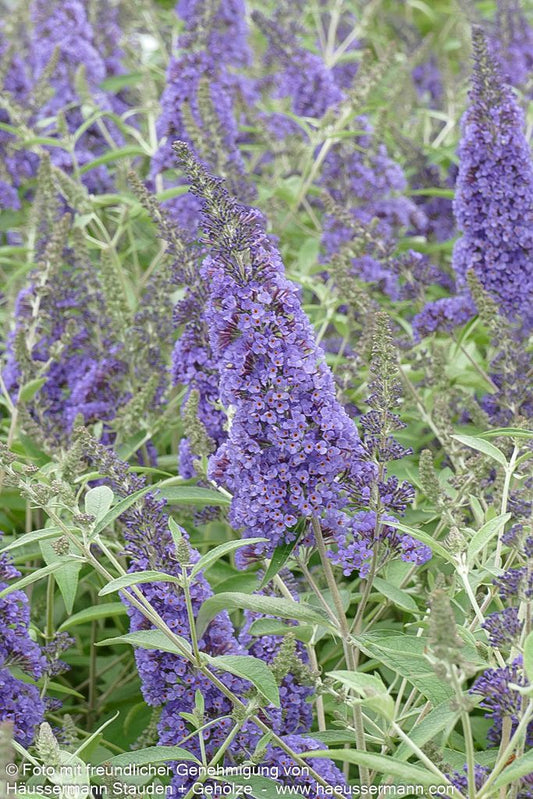Sommerflieder 'Ellen's Blue' (Buddleja davidii)