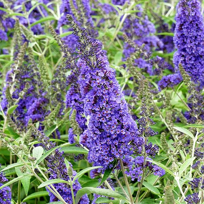 Sommerflieder 'Ellen's Blue' (Buddleja davidii)