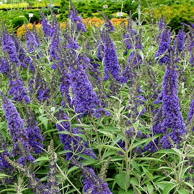 Sommerflieder 'Ellen's Blue' (Buddleja davidii)