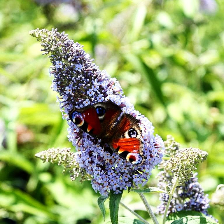 Sommerflieder 'Empire Blue' (Buddleja davidii)