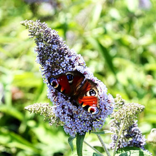 Sommerflieder 'Empire Blue' (Buddleja davidii)