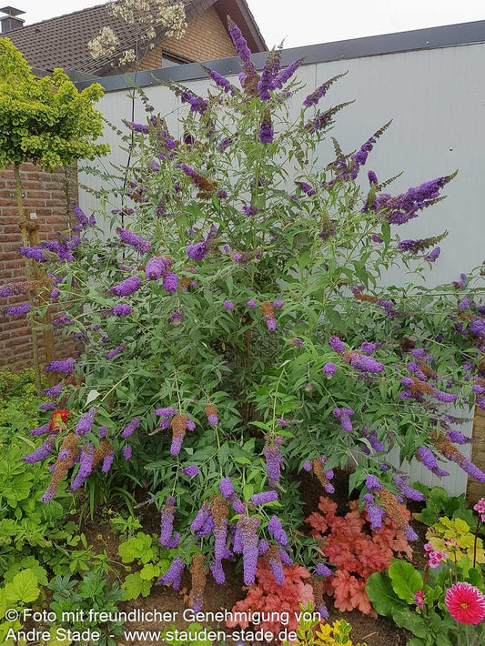 Sommerflieder 'Empire Blue' (Buddleja davidii)