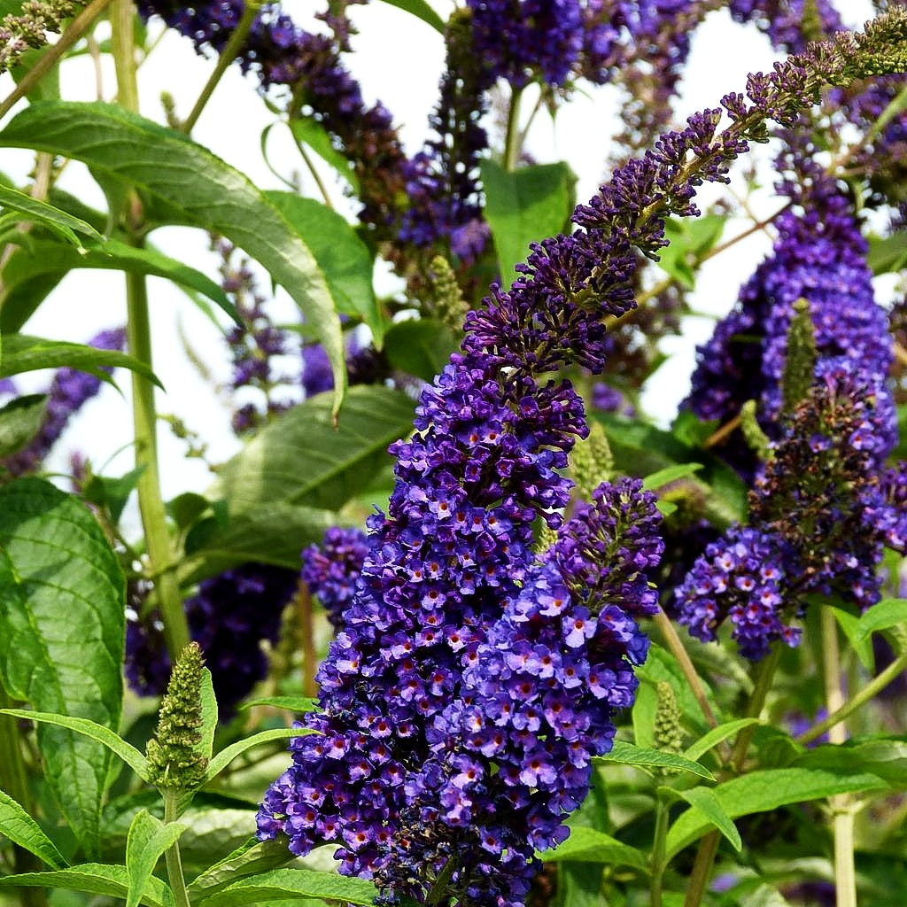 Sommerflieder 'Empire Blue' (Buddleja davidii)