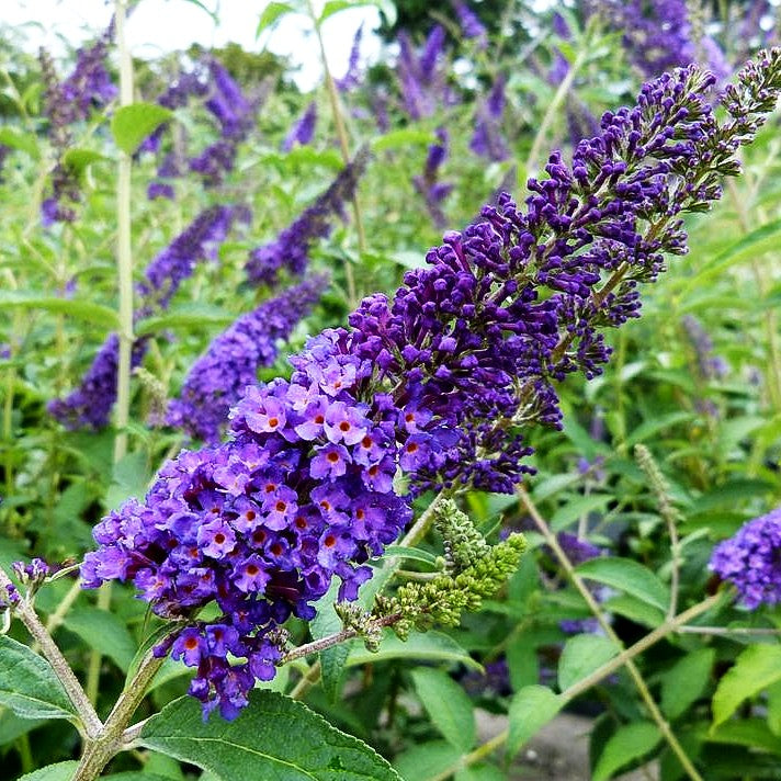 Sommerflieder 'Empire Blue' (Buddleja davidii)