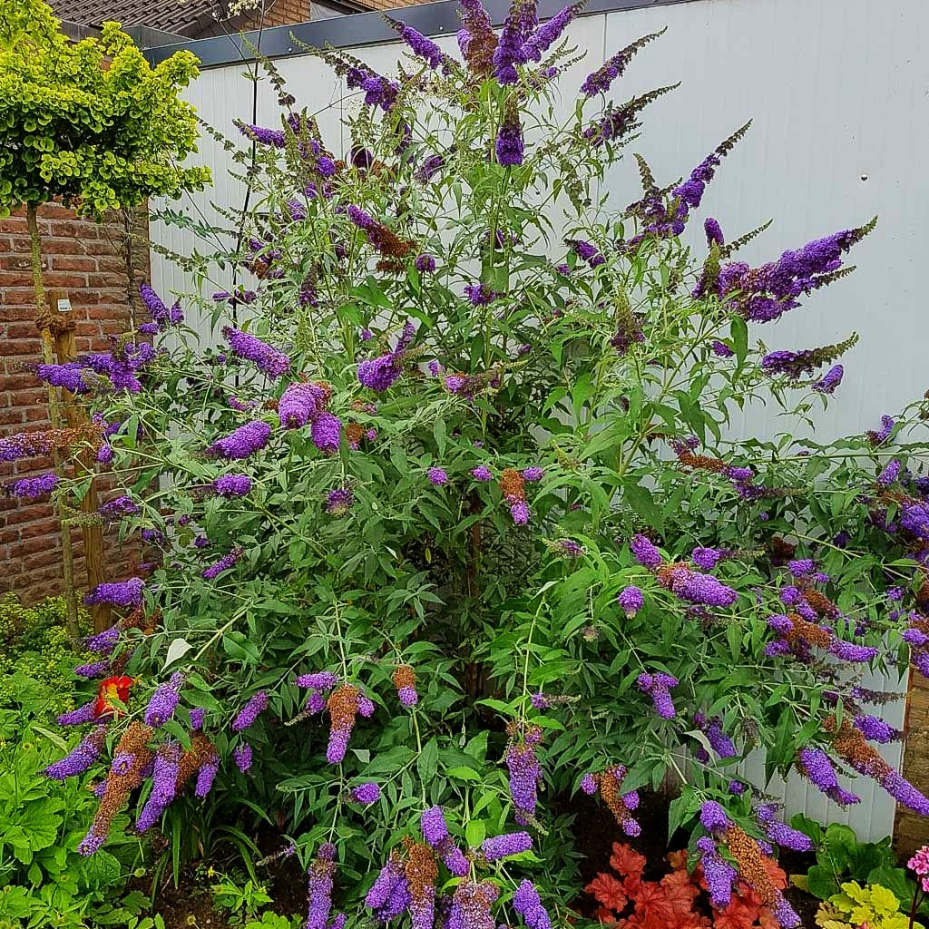 Sommerflieder 'Empire Blue' (Buddleja davidii)